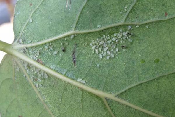茄子蚜虫的危害，会影响植株生长和传播病毒