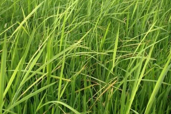 水稻恶苗病的症状和防治方法，发病后稻秆内会出现白霉