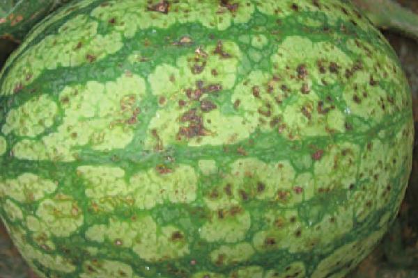 西瓜果斑病的症状，初期只在果皮出现病部