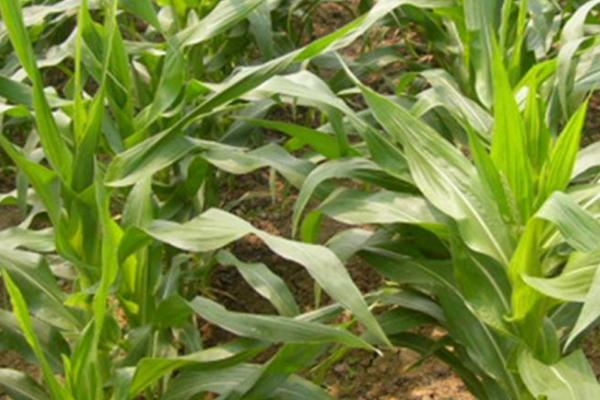 玉米花粒期管理方法，要确保玉米叶片的生长