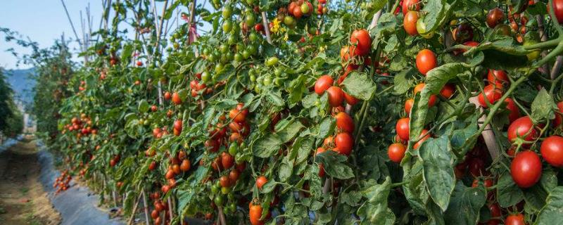 西红柿盆栽是否要人工授粉，通常需要授粉、原因是室内不具备自然授粉的条件