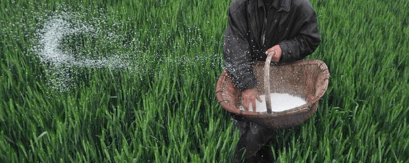 化肥对农业的作用，施肥可以提高作物单位面积的产量