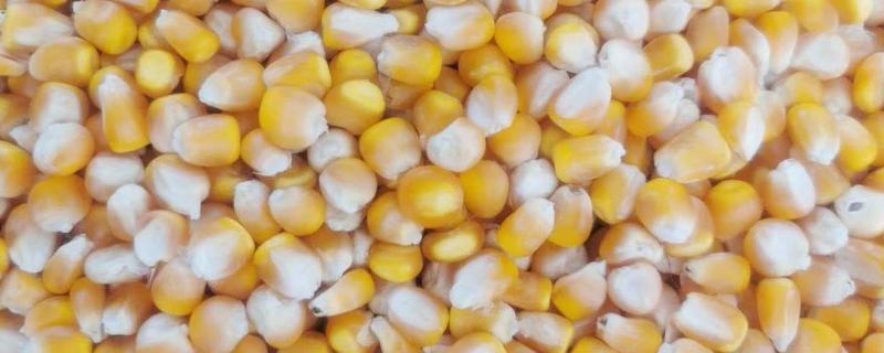 玉米种子4400粒有多少斤，大约有1.5-2.5斤左右