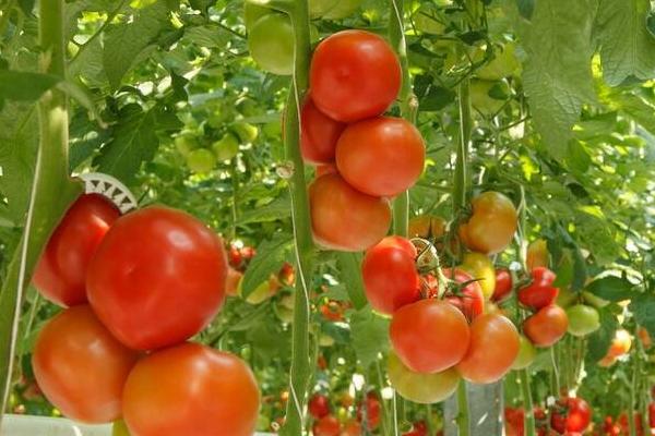 西红柿什么时间种植，不同地区的种植时间不同