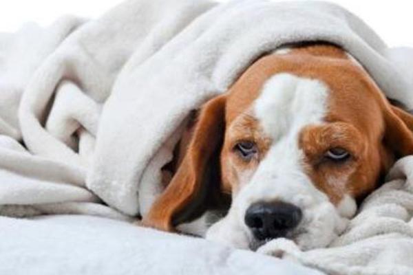 狗狗发烧有什么症状，具有嗜睡、体温升高、精神萎靡等表现