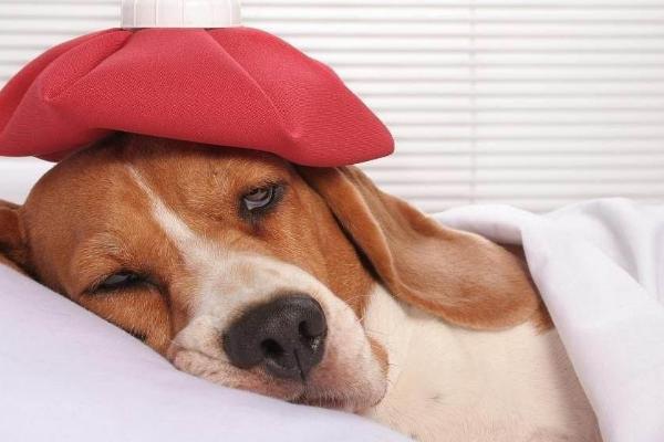 狗狗发烧有什么症状，具有嗜睡、体温升高、精神萎靡等表现