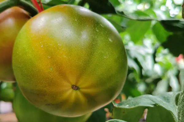 番茄网筋果症状，皮下的维管束呈网状、果实采摘后会快速软化