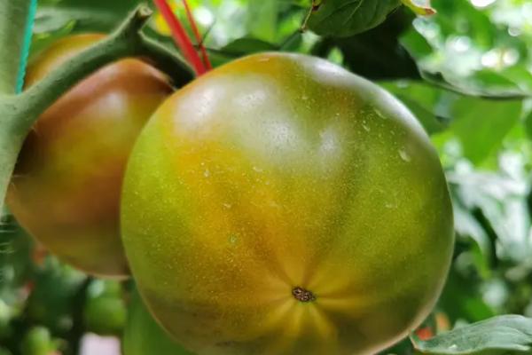 番茄网筋果症状，皮下的维管束呈网状、果实采摘后会快速软化