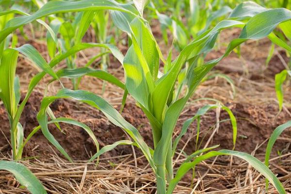 玉米幼苗卷叶的原因，土壤和环境干燥会导致