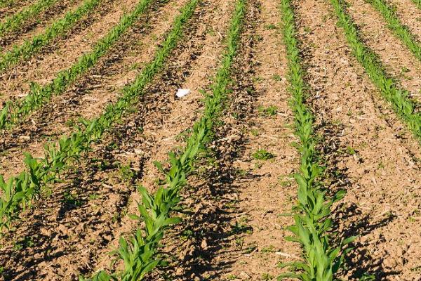 玉米幼苗卷叶的原因，土壤和环境干燥会导致