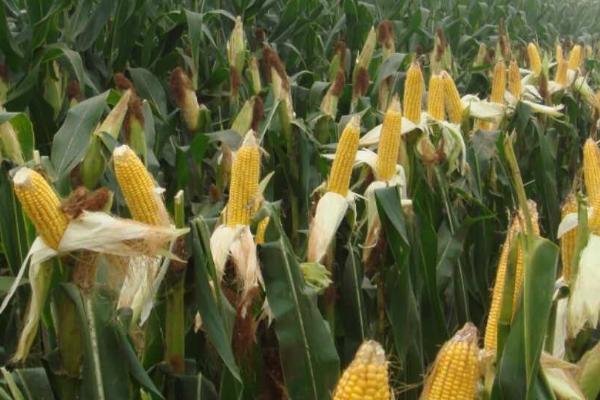 宁玉311玉米种的特征特性，千粒重为327克、出籽率达到87.2%