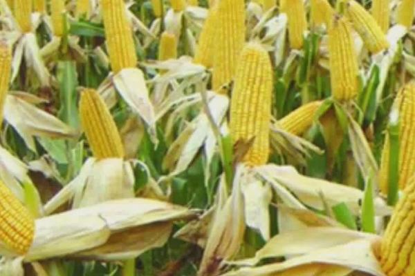 宁玉311玉米种的特征特性，千粒重为327克、出籽率达到87.2%