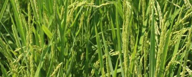 黄花粘水稻有什么特性，容易种植且具有良好的稳定性