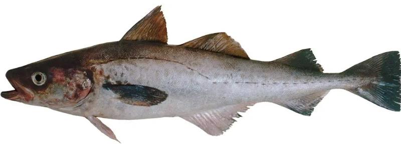 什么是朝鲜鱼，属于鳕形目、鳕科鱼类