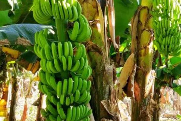 香蕉生长期的施肥方法，定植后要按照薄肥勤施的方式提供养分
