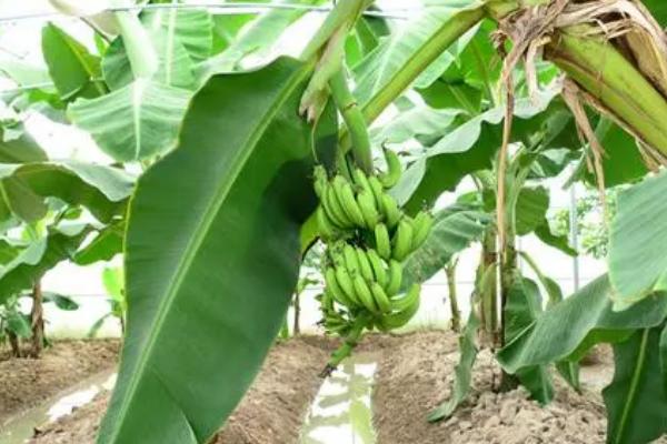 香蕉生长期的施肥方法，定植后要按照薄肥勤施的方式提供养分