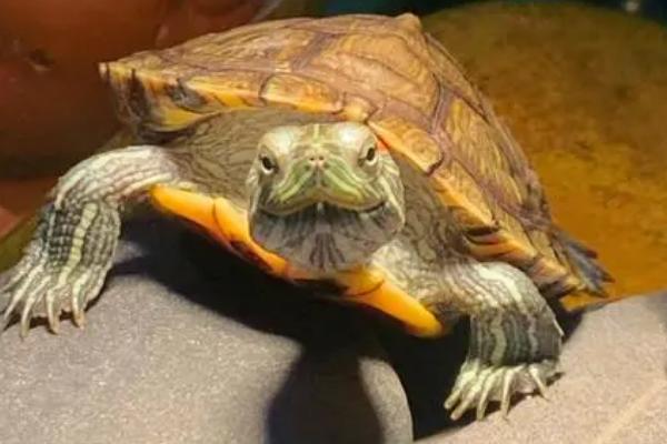 巴西龟软甲原因，可能是缺少光照、含钙量不足等因素所导致