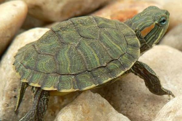 巴西龟软甲原因，可能是缺少光照、含钙量不足等因素所导致