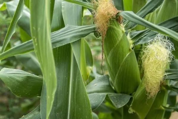 夏玉米追肥技术，要注意肥料的搭配