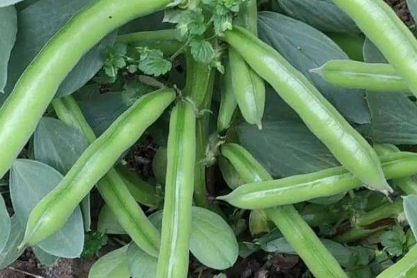 蚕豆落花落荚的原因，可能是天气恶劣、缺少营养、土壤积水等因素所导致