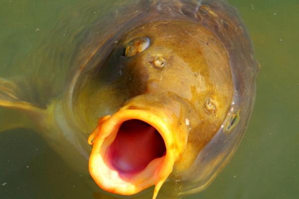 鲤鱼会不会跳出水面，在缺氧、受惊的情况下均会跳水