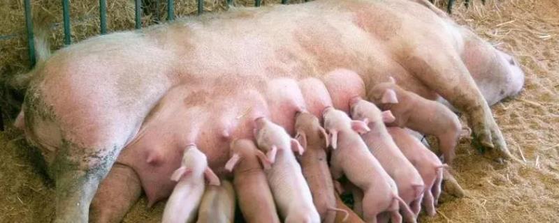 母猪分娩前后怎么管理，需做好产前准备、注意喂食