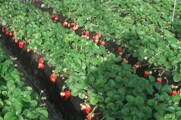 草莓控旺用什么最安全有效，控水、停肥、通风都有效