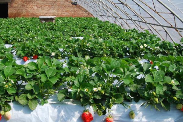 草莓控旺用什么最安全有效，控水、停肥、通风都有效