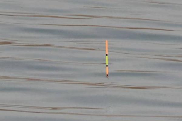 海竿钓白鲢鱼需要调漂吗，一般要在垂钓前调漂