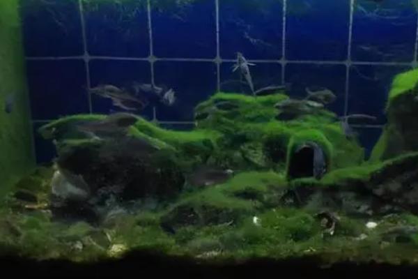 鱼缸出现青苔怎么解决，将鱼缸转移至稍暗的环境中可控制青苔生长
