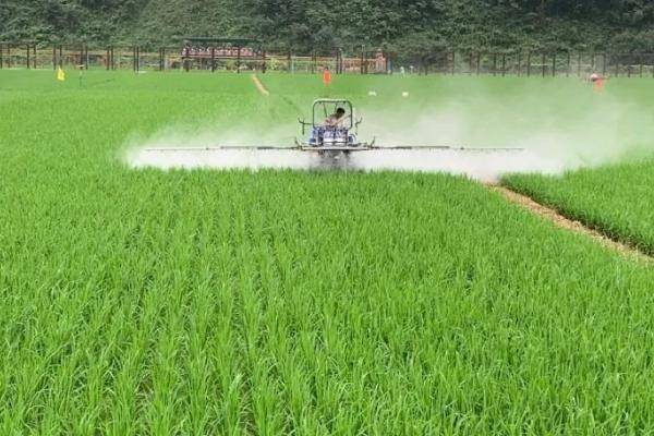 旱育水稻怎么选用除草剂，防治水芹、鸭舌草等阔叶杂草可使用二氯喹啉酸