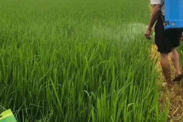 旱育水稻怎么选用除草剂，防治水芹、鸭舌草等阔叶杂草可使用二氯喹啉酸