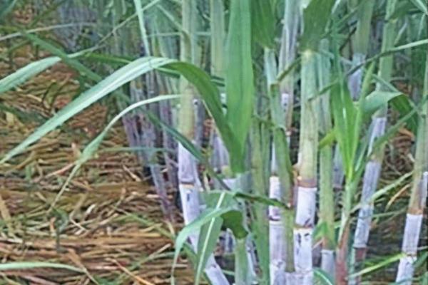 怎么对甘蔗施肥，分蘖期可将肥料兑水穴施
