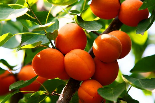 哪些果树适合在春季种植，包括杏树、苹果树、桃树等品种