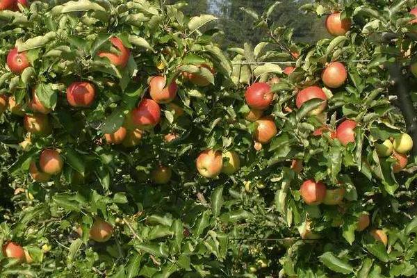 哪些果树适合在春季种植，包括杏树、苹果树、桃树等品种