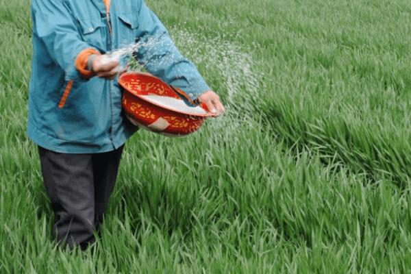 小麦3-4月份要施什么肥料，控缓释硫加钾尿素是适宜选择