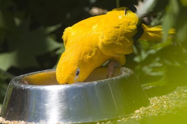 鹦鹉一天要喝多少水，每天5-6ml左右