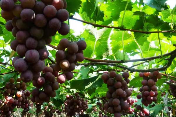 葡萄的甜度如何提高，增施有机肥、喷施植物生长调节剂可起到增甜效果
