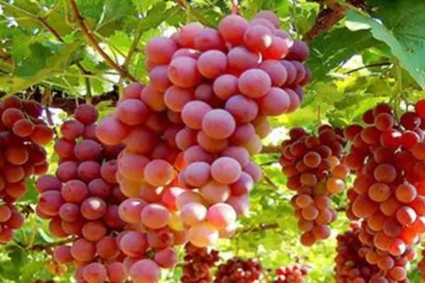 葡萄的甜度如何提高，增施有机肥、喷施植物生长调节剂可起到增甜效果