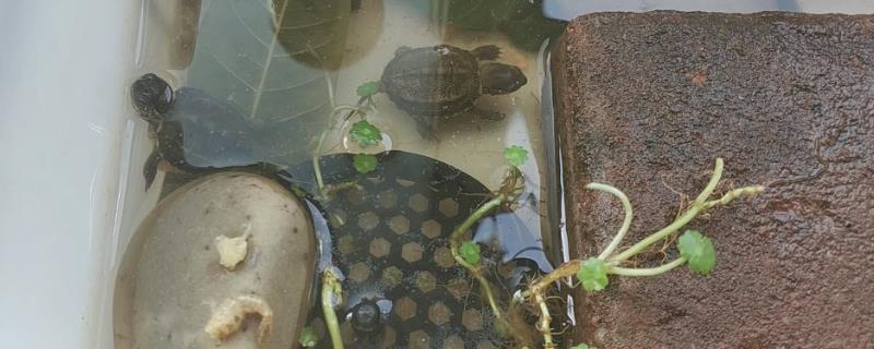 野生草龟开食方法，将食物直接放在水中即可