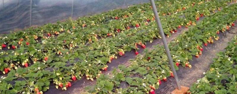 大棚草莓适宜施肥时间，晴天傍晚适合喷施叶面肥
