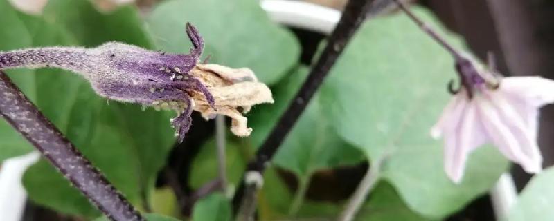 茄子蚜虫的危害，会影响植株生长和传播病毒