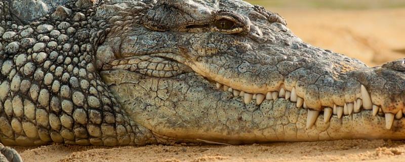 鳄鱼的牙齿数量，通常为60-80颗左右