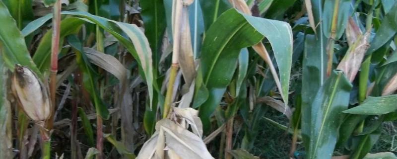 玉米青枯病怎么防治，可选择与大豆、花生等作物进行轮作