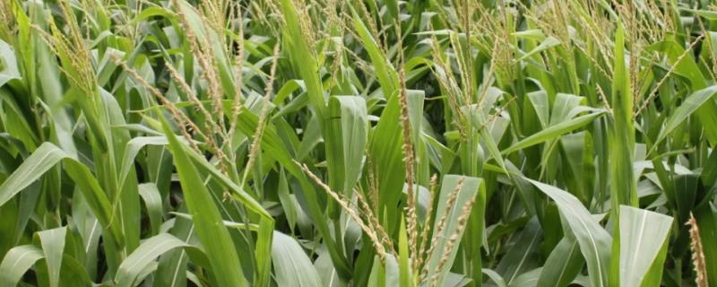 玉米花粒期管理方法，要确保玉米叶片的生长