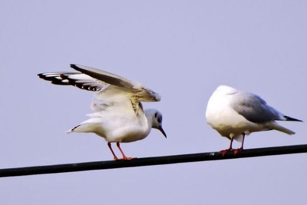 小鸟为什么可以站在高压线上，只接触一根电线不会形成回路