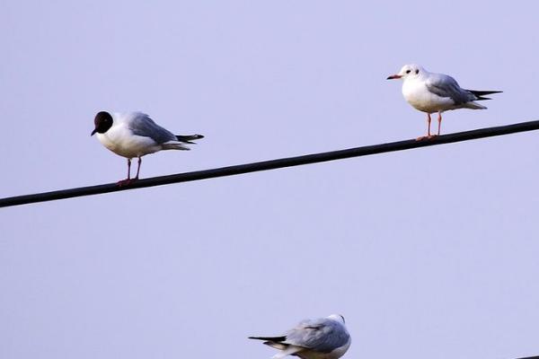 小鸟为什么可以站在高压线上，只接触一根电线不会形成回路