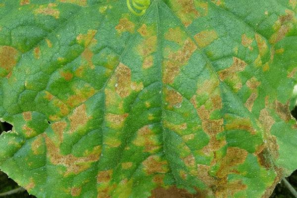 怎么防治黄瓜红粉病，与十字花科作物进行轮作可减轻发病