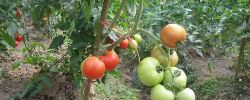 西红柿什么时间种植，不同地区的种植时间不同
