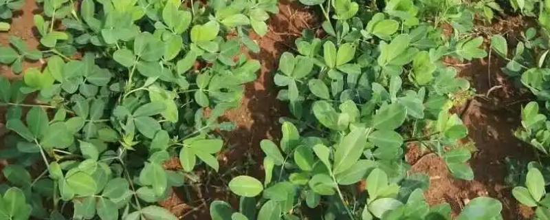 黑花生的栽培技巧，要注意翻耕施肥